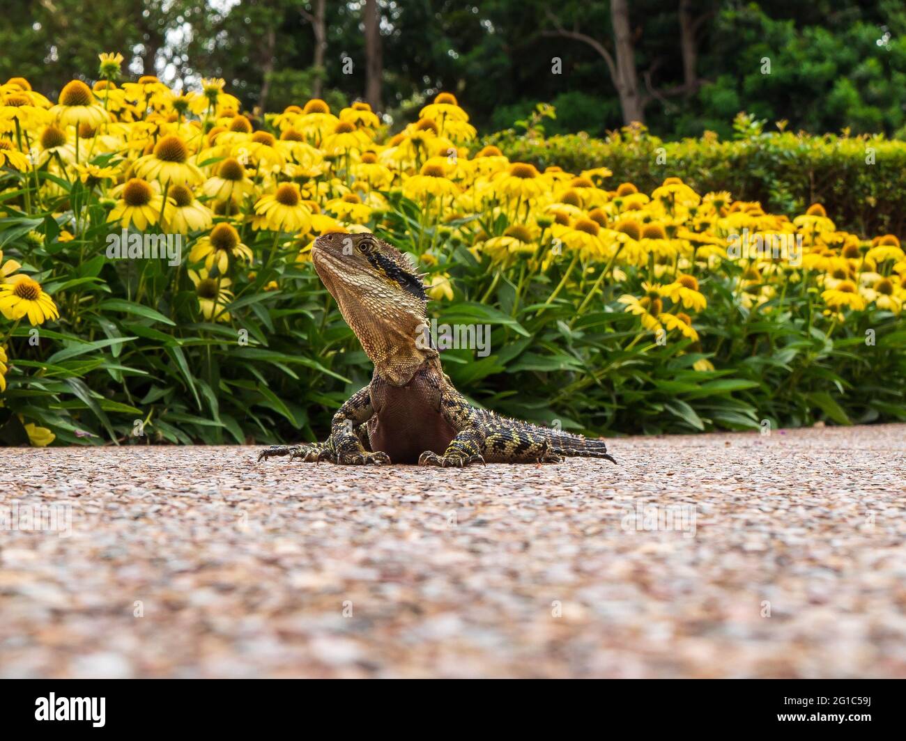 Australian lizard in a park surrounded by yellow flowers and the greenery of a public garden. Stock Photo