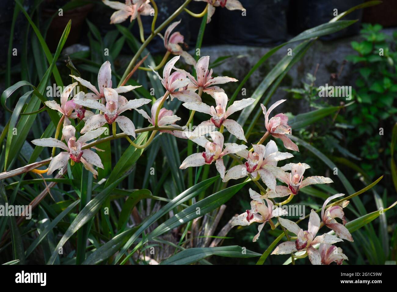 Pink colored Cymbidium , commonly known as boat orchid Stock Photo
