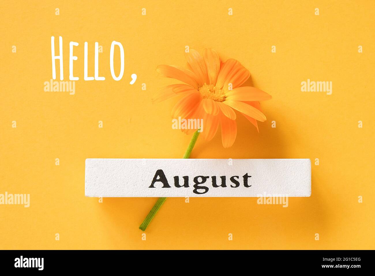 Hello August text, greeting card. One orange calendula flower and calendar summer month August on yellow background. Top view Flat lay. Stock Photo