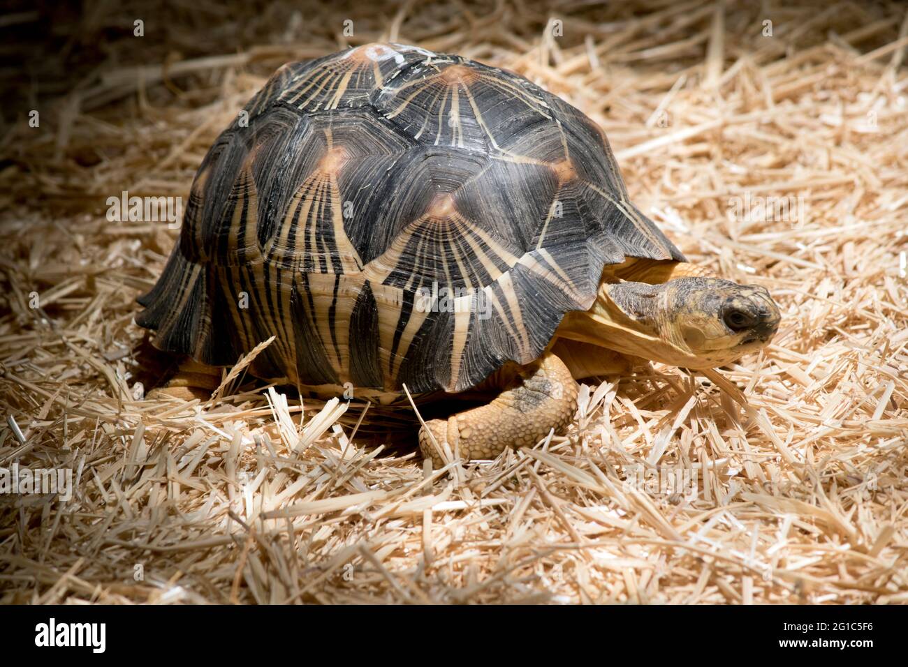 this is a side view of a radiate tortoise Stock Photo