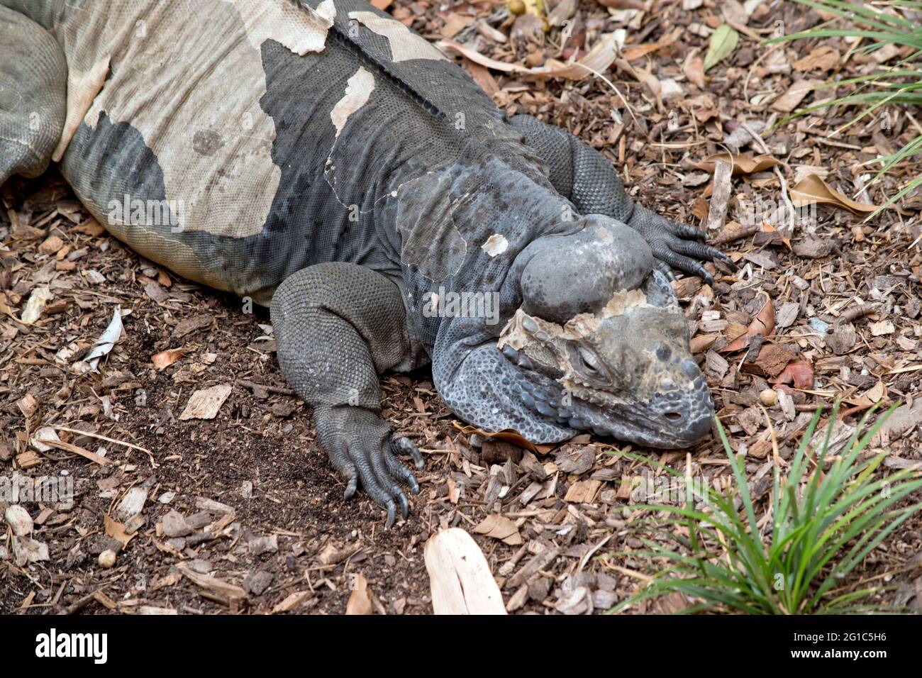 the Rhinoceros iguana is shedding his skin Stock Photo - Alamy - Green Iguana Skin Shedding Articles