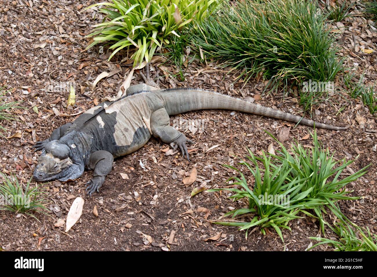 Picture of Iguana shedding skin hi-res stock photography and images - Alamy