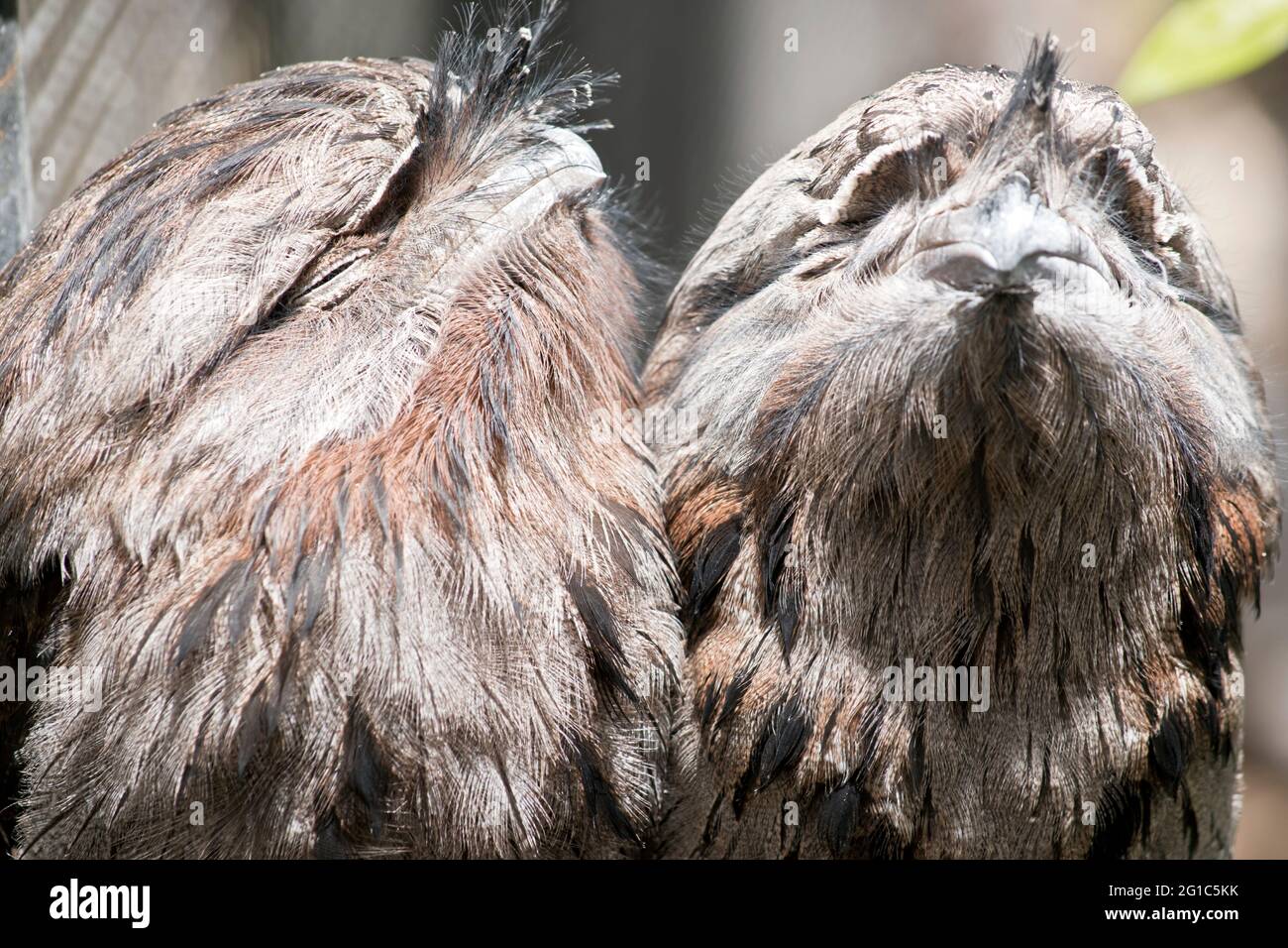 the two tawny frogmouths are perched on a fence Stock Photo