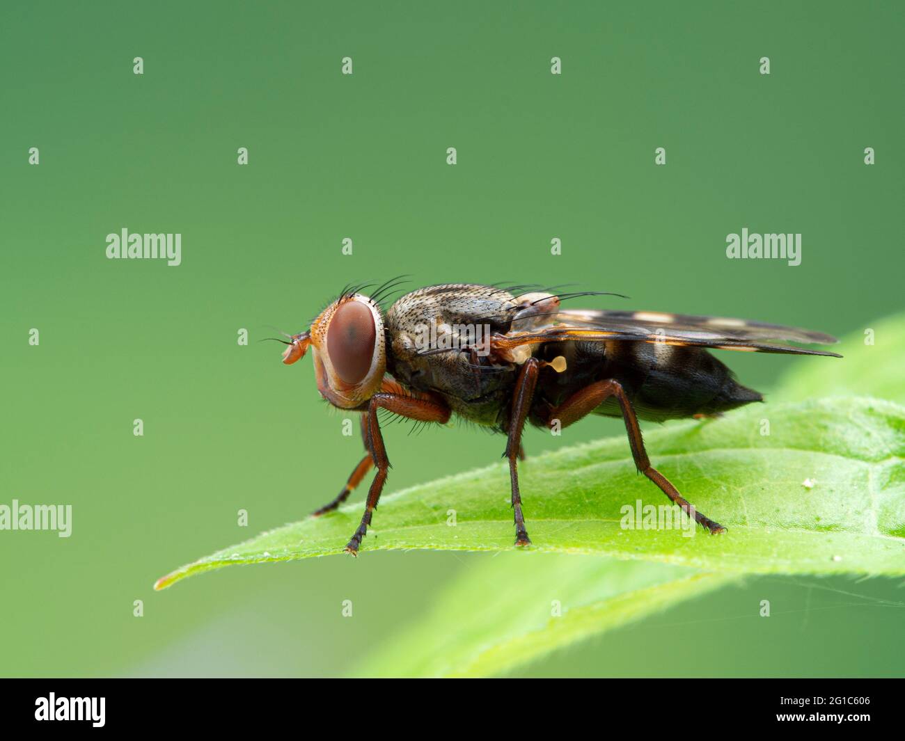 side view of a pretty picture-winged fly, Ulidiidae species, resting on a green leaf Stock Photo