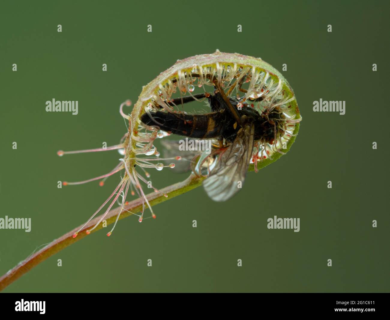 leaf of a cape sundew plant, Drosera capensis, that has trapped and ...