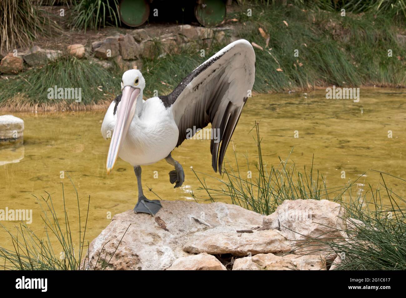 the Australian pelican is white with a long pink bill Stock Photo