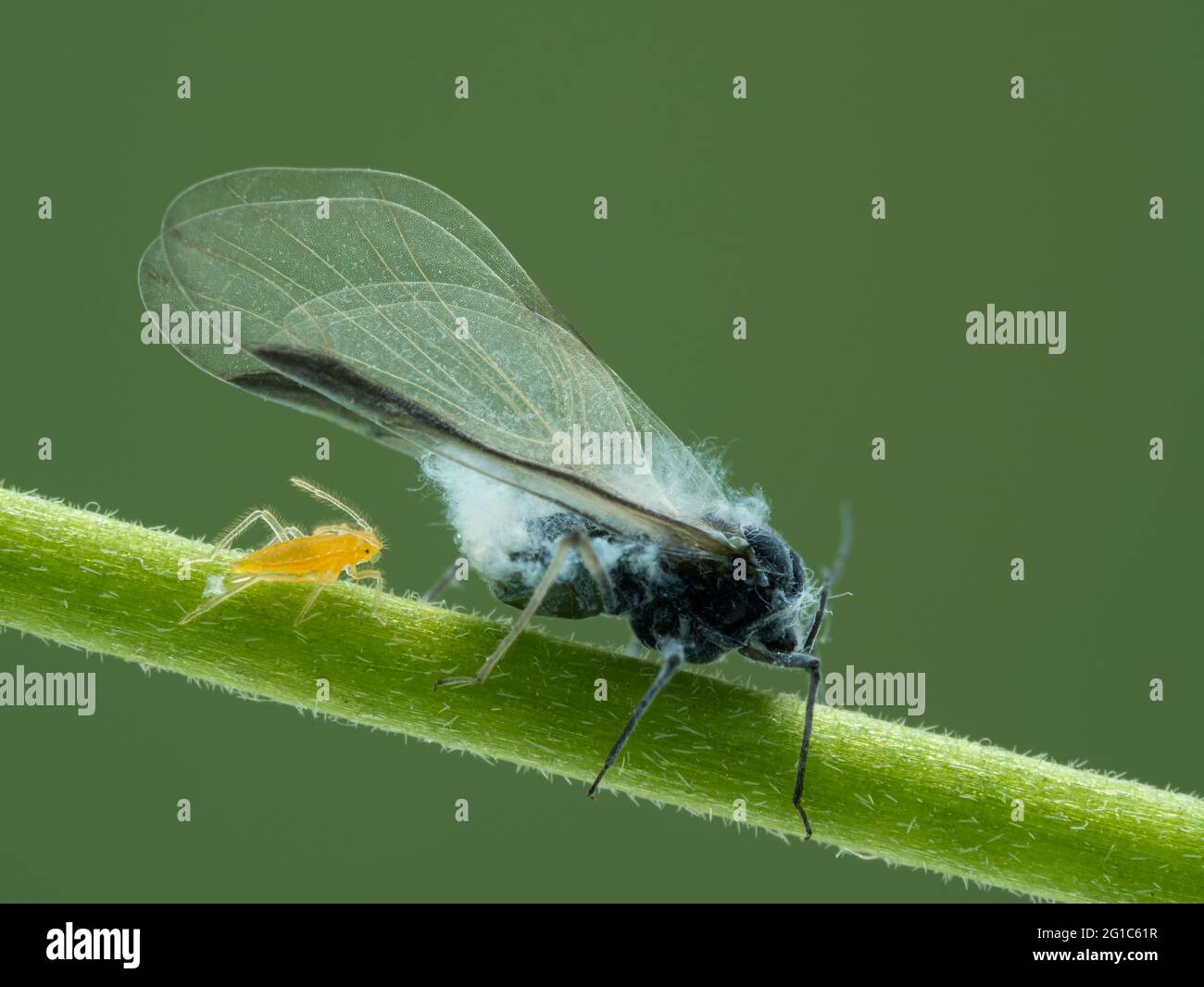 Woolly aphid hires stock photography and images Alamy