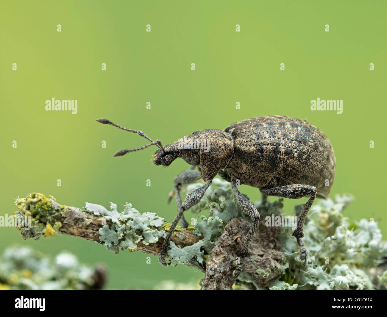 European weevil (Liophloeus tessulatus) climbing on a lichen-covered branch. This species has been introduced to western Canada Stock Photo