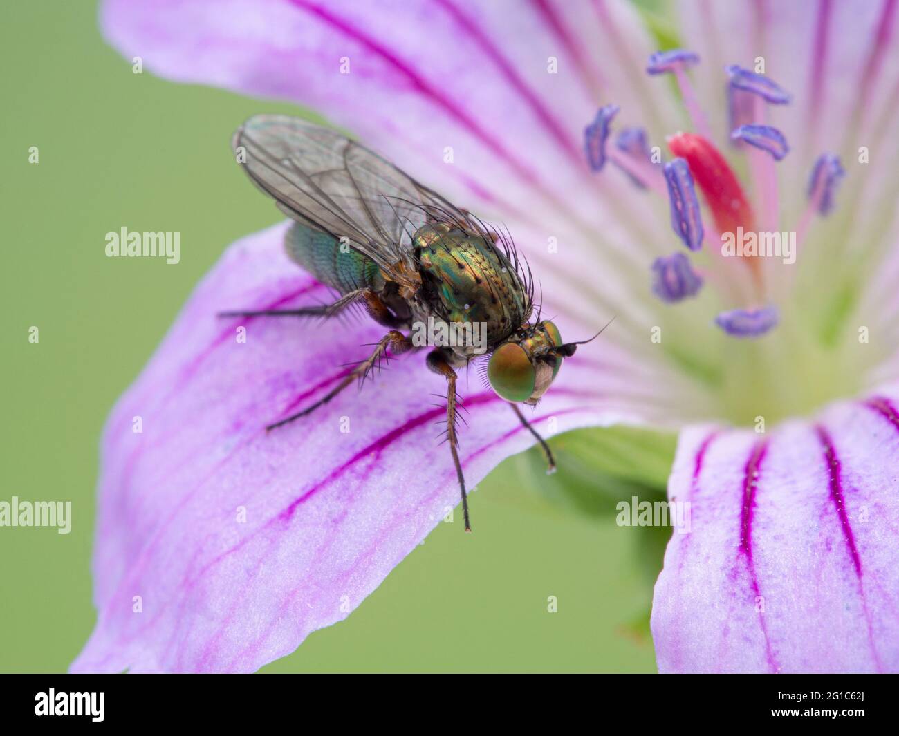 Pretty green long-legged fly, Dolichopodidae species, resting on a pink (hardy) Geranium flower Stock Photo