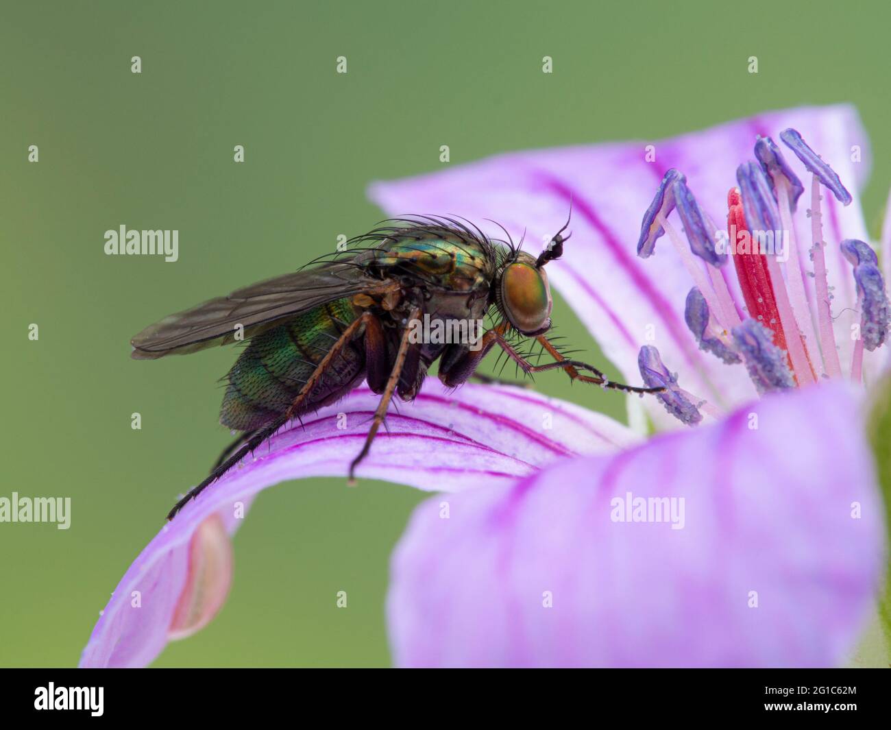 Side view of a beautiful long-legged fly, Dolichopodidae species, spotted with pollen, resting on the petal of a pink (hardy) Geranium flower Stock Photo