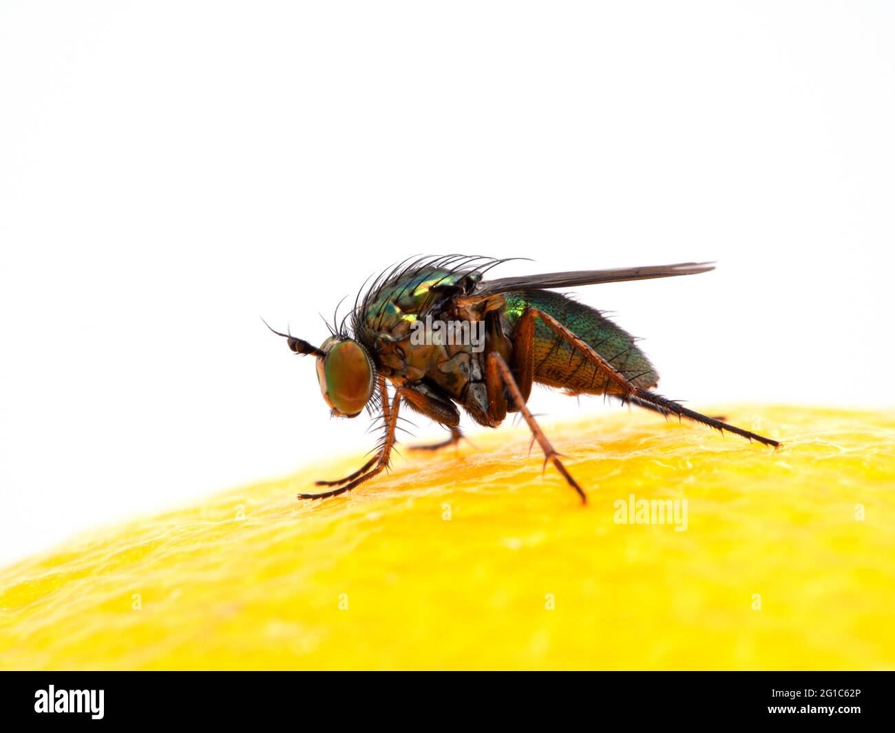 iridescent green long-legged fly, Dolichopodidae species, resting on the surface of a lemon Stock Photo