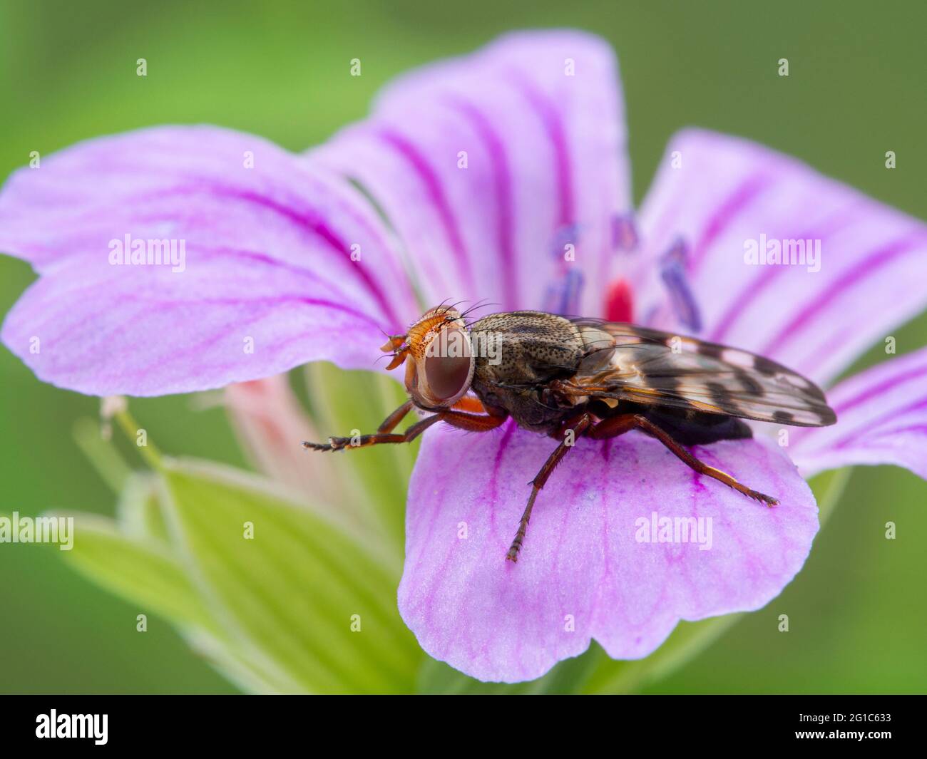 beautiful picture-winged fly, Ulidiidae species, resting on a pink (hardy) Geranium flower while cleaning its forelegs, side view Stock Photo