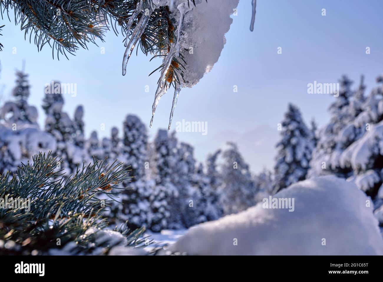 Fir trees with snow and icicles after a snowfall in winter season; freshness of frosty winter morning in the rays of the sun Stock Photo