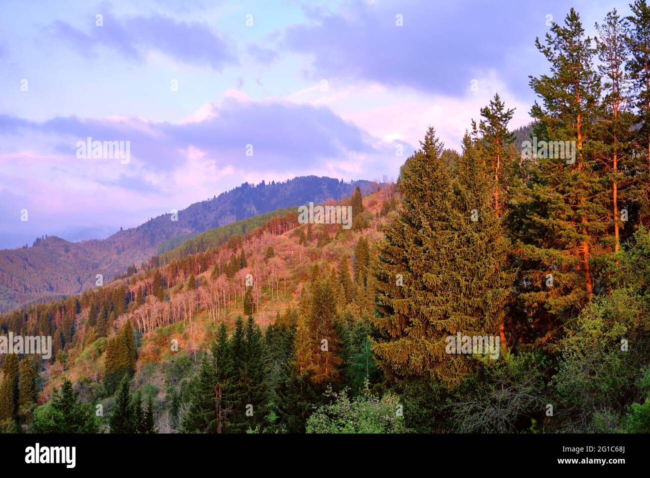 Mountain hills overgrown with coniferous and deciduous forests illuminated by the soft light of the setting sun Stock Photo