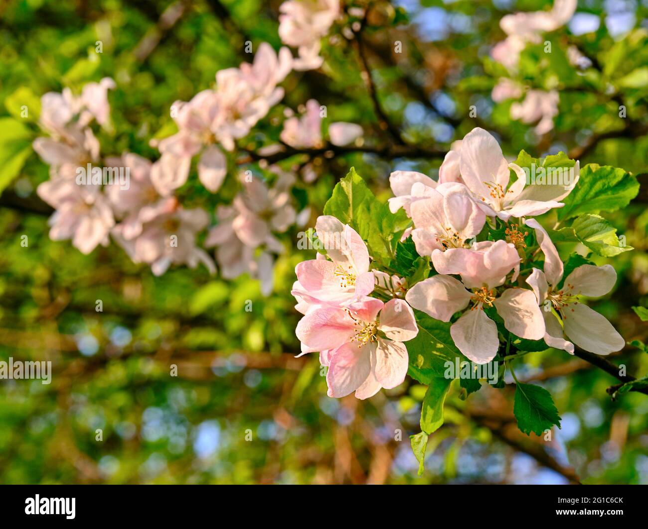Expressive flowers of a blooming apple tree in the spring season Stock Photo