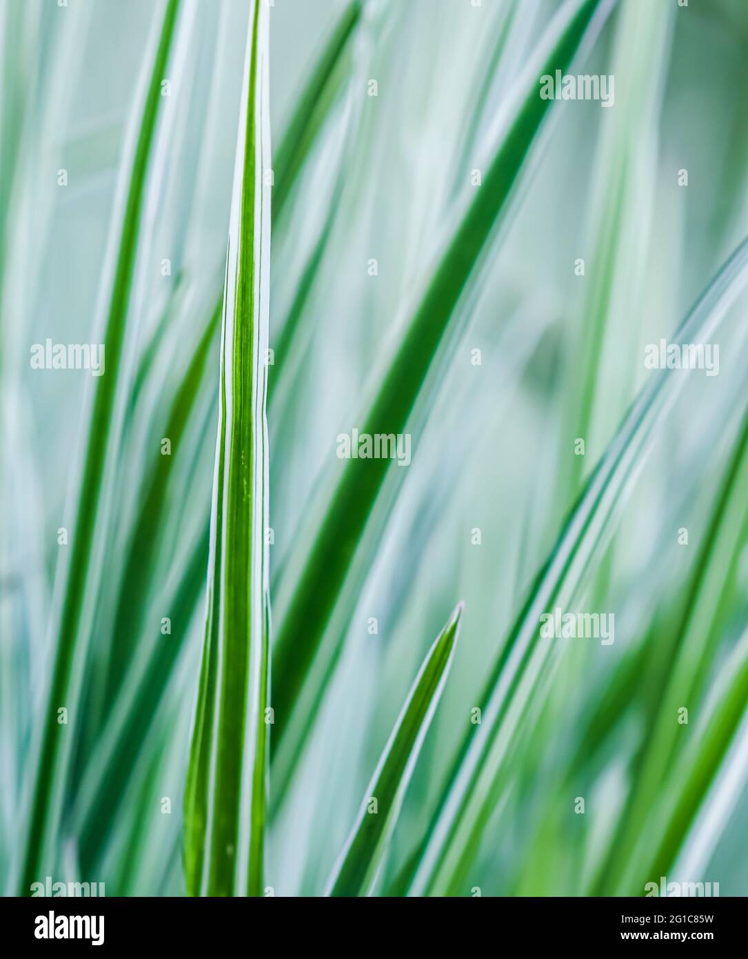 Decorative green and white striped grass. Arrhenatherum elatius bulbosum variegatum. Soft focus. Natural background. Stock Photo