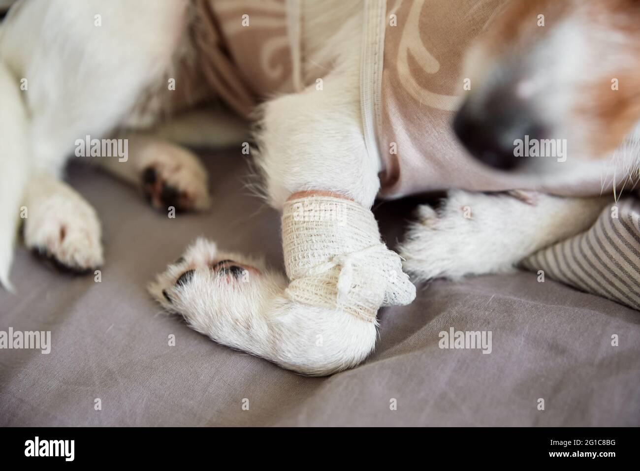 Dog top paw surgery
