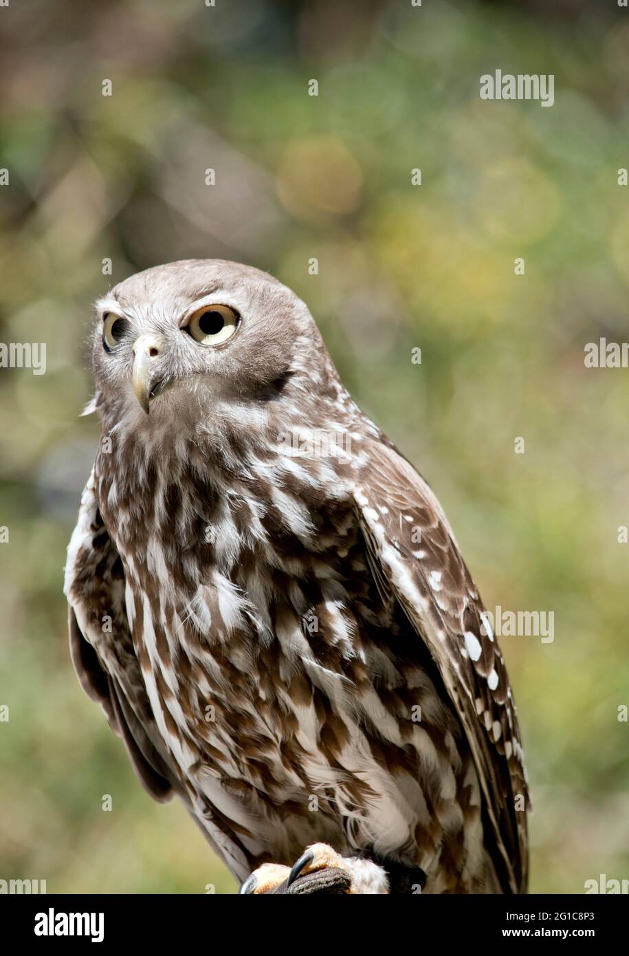 the barking owl has large yellow eyes. Farmers like barking owls as