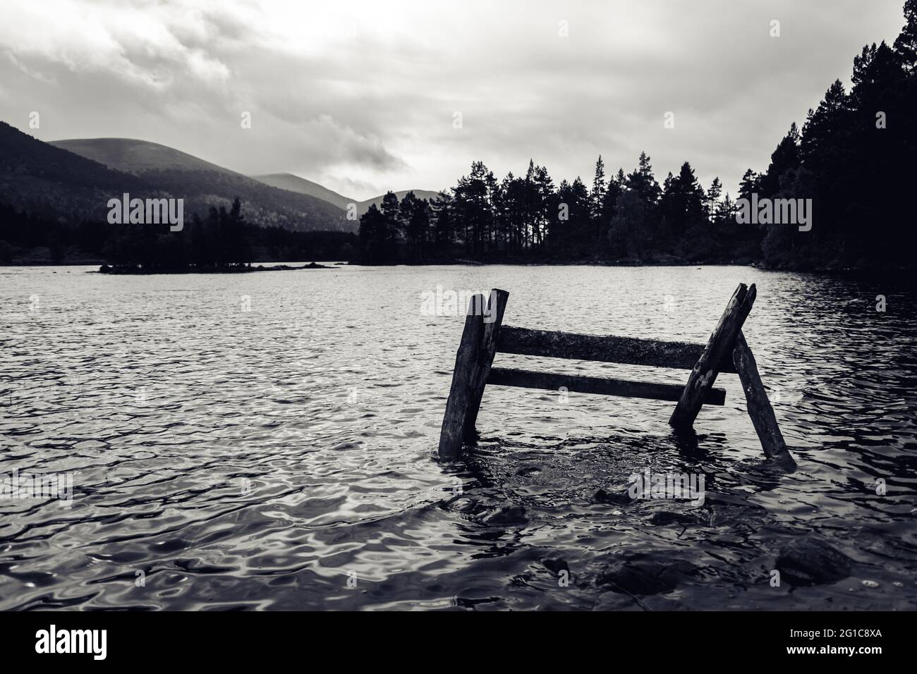 Grayscale shot of an old wooden fence in a lake surrounded by trees ...