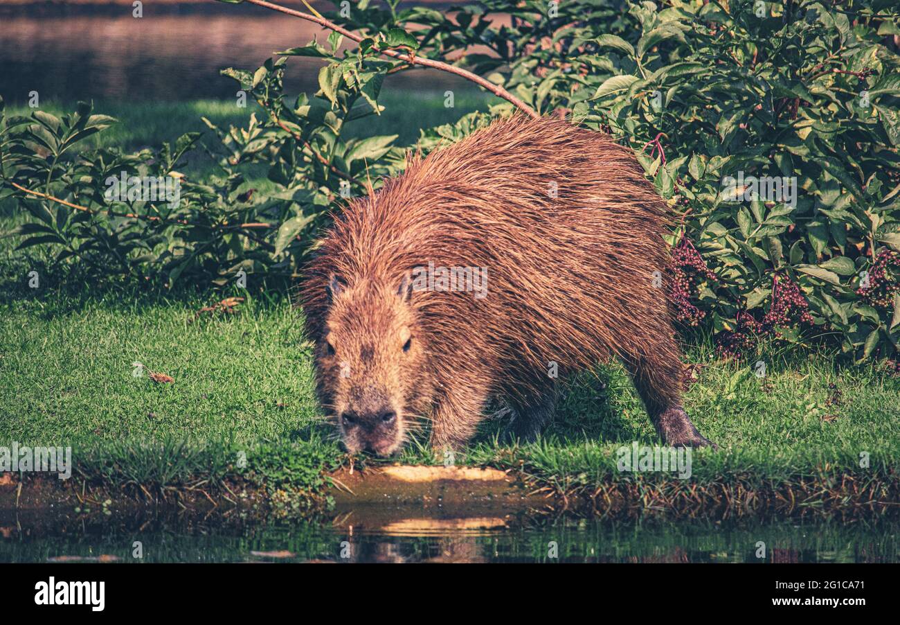 Futterstelle am Wasserloch mit Wasserschwein im Serengeti Tierpark in Hodenhagen. Ein Capybara trinkt an einer Wasserstelle. Futtersuche Stock Photo
