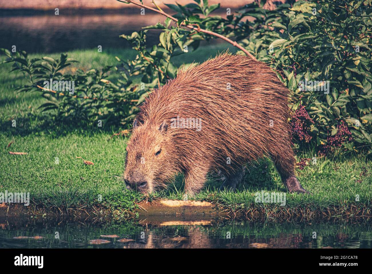 Futterstelle am Wasserloch mit Wasserschwein im Serengeti Tierpark in Hodenhagen. Ein Capybara trinkt an einer Wasserstelle. Futtersuche Stock Photo