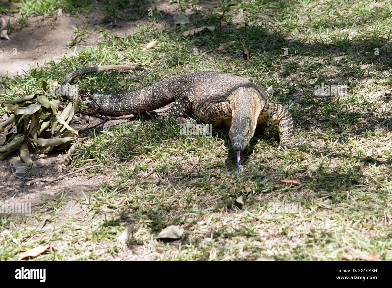the lace monitor lizard is sticking out his tongue to get scent of any animals Stock Photo