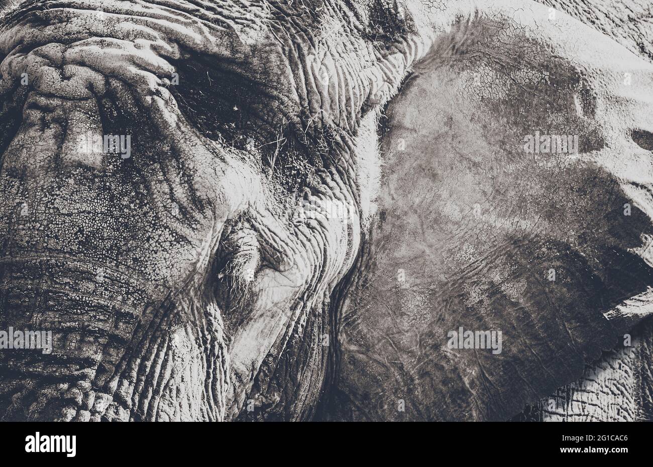 Surreale Aufnahme vom Elefant im Serengeti Tierpark. Nahaufnahme des zahmen, traurigen Dickhäuters. Tierposter Minimalismus. Stock Photo