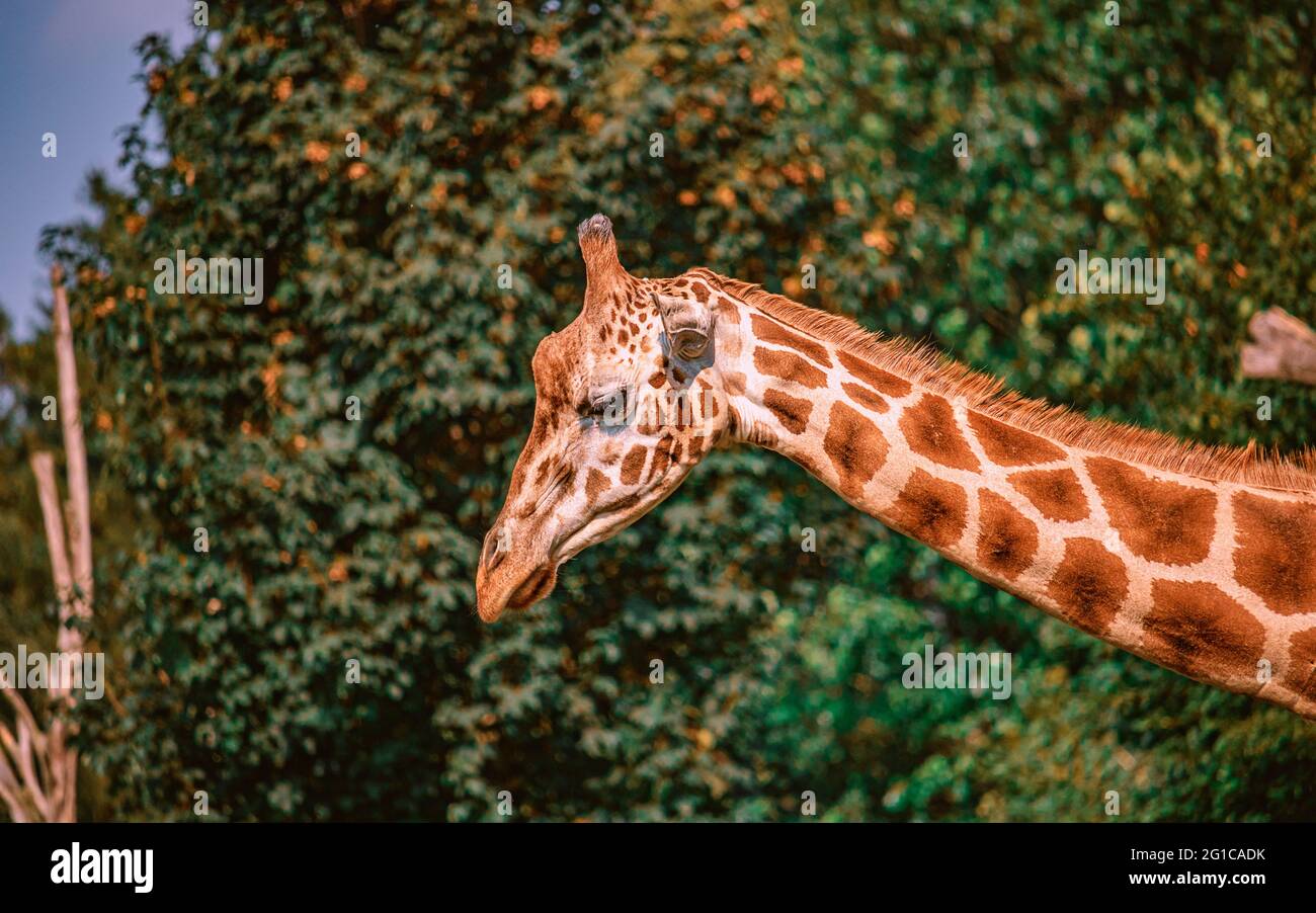 Coole Giraffe im Serengeti Park im niedersächsischen Hodenhagen im berühmten Tier- und Freizeitpark. Streichelzoo im Sauerland. Giraffe in Nahaufnahme Stock Photo
