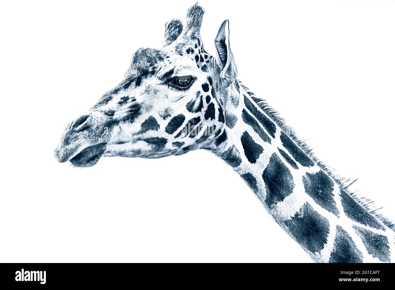 Expressionismus Andy Warhol Pop-Art. Art Style Giraffe im aquarell Stil als cooles Panorama Poster. Minimalismus Leinwand Foto. Stock Photo