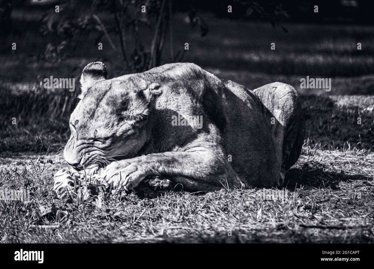 Der König des Dschungels beim Fressverhalten in surrealem monochrom schwarz weiss. Tierpark in Hodenhagen Ein prachtvoller Löwe zerkaut seine Beute. Stock Photo