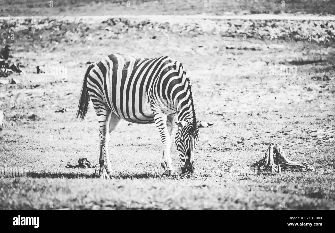 Zebra sucht Futter auf einer Weide im Serengeti Park in Hodenhagen und stillt ihr Neugeborenes Jungtier am frühen Morgen. Zebra in der freien Natur. Stock Photo