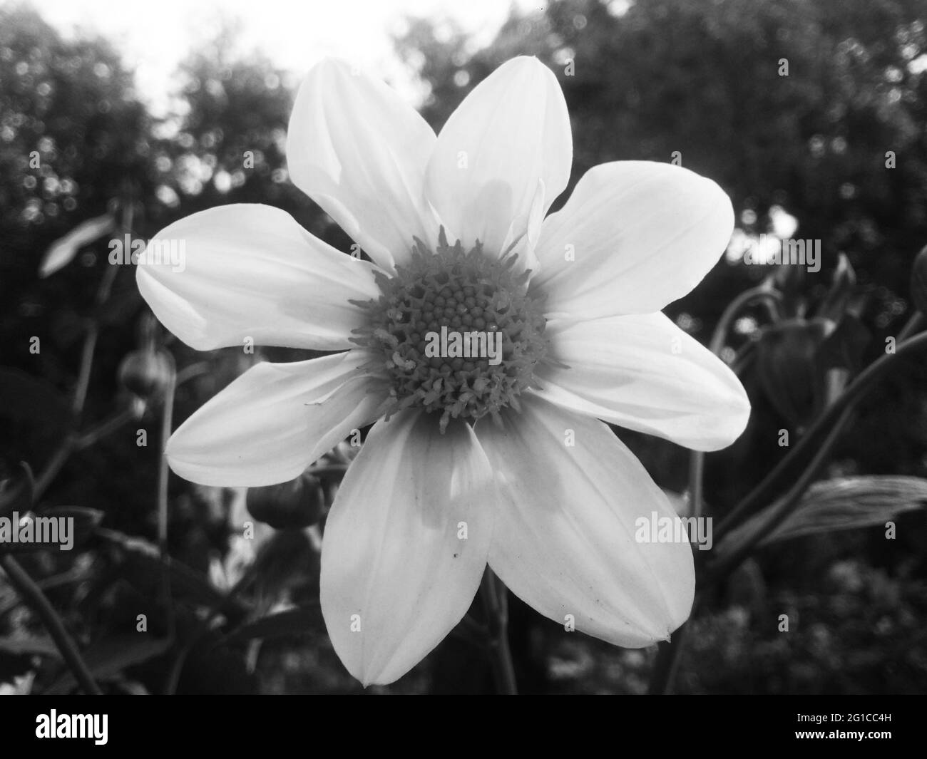 Soft spring leaves Black and White Stock Photos & Images - Alamy