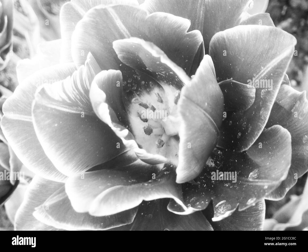 Soft spring leaves Black and White Stock Photos & Images - Alamy