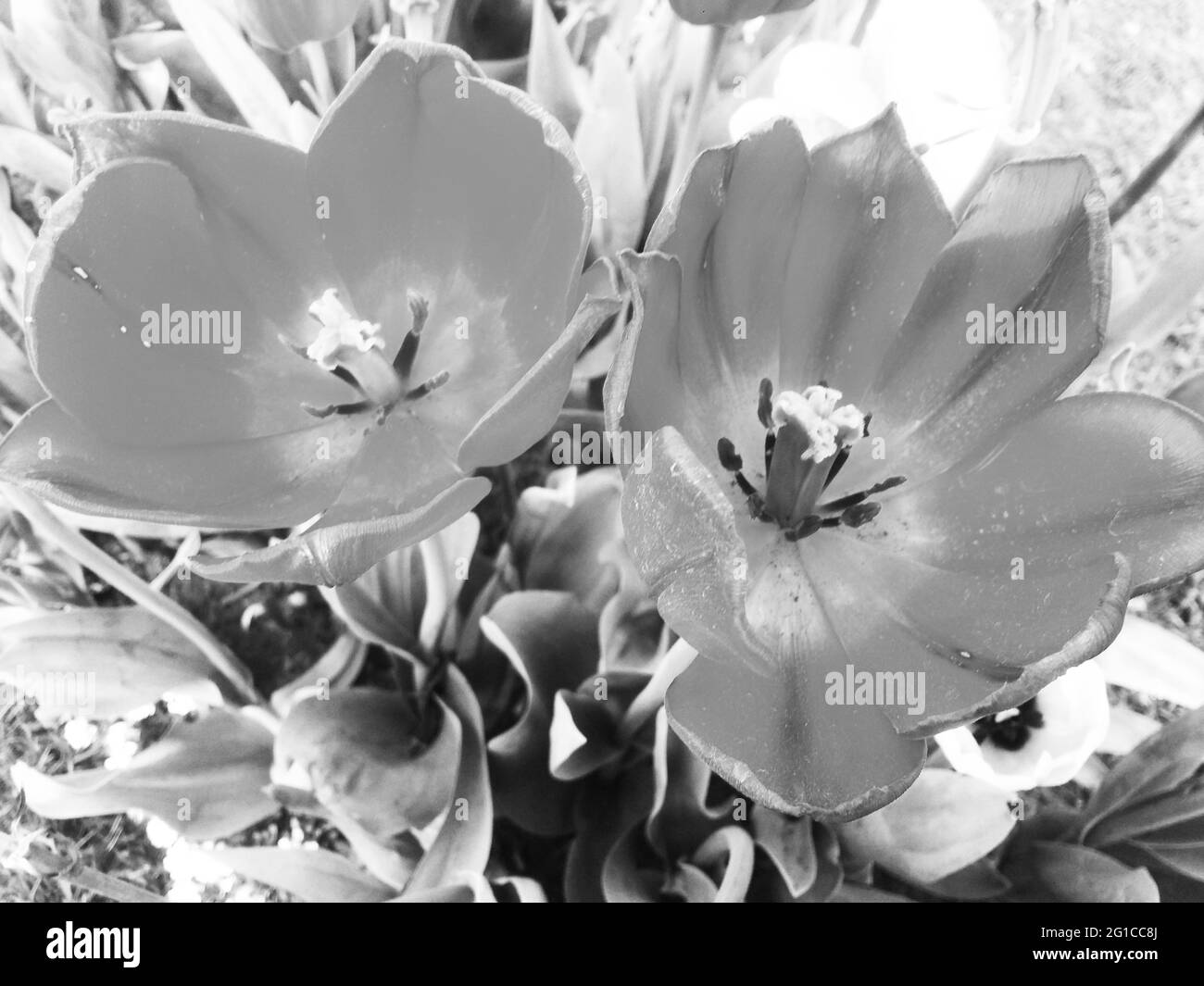 Tropical foliage greenery Black and White Stock Photos & Images - Alamy