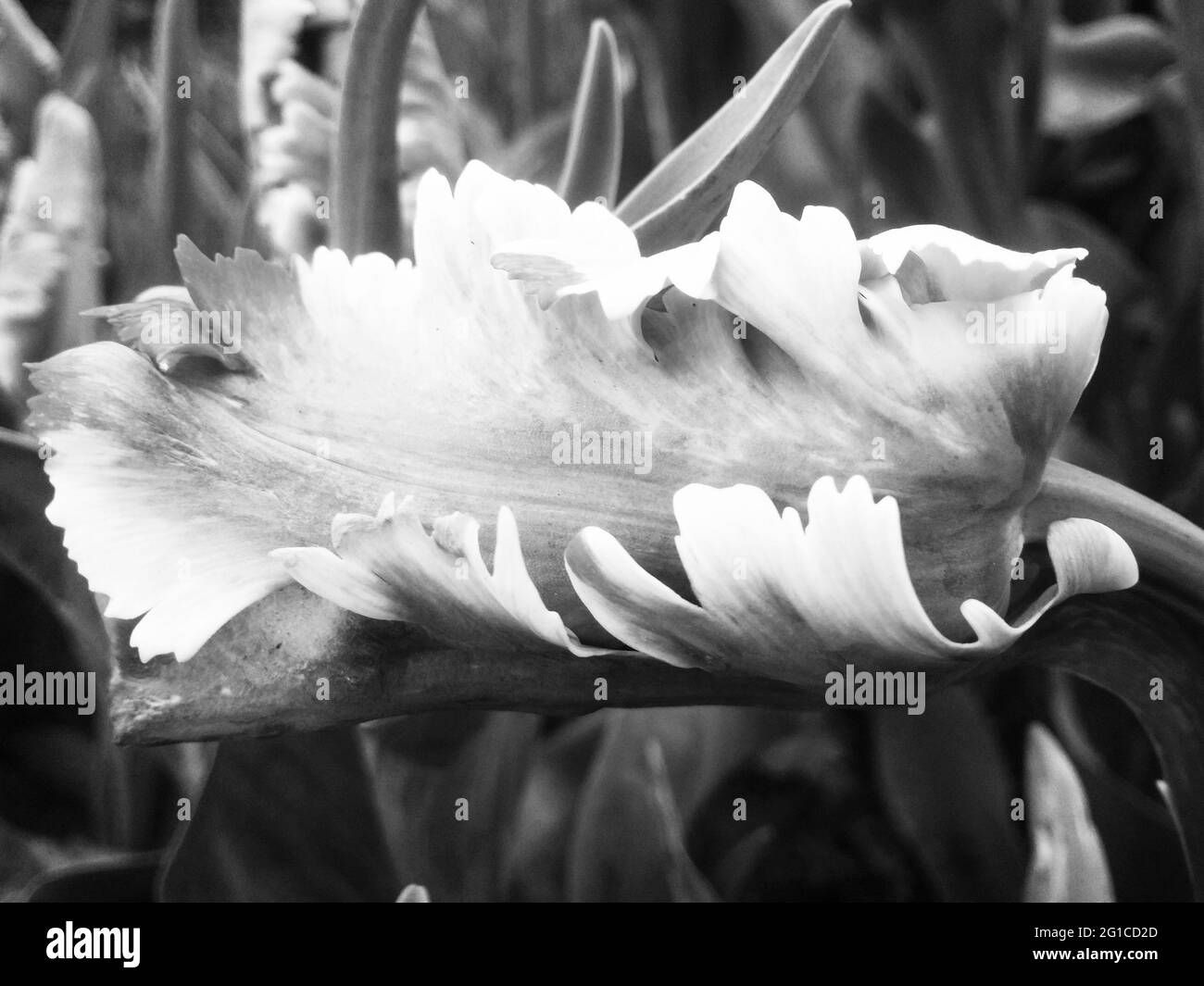 Tropical foliage greenery Black and White Stock Photos & Images - Alamy