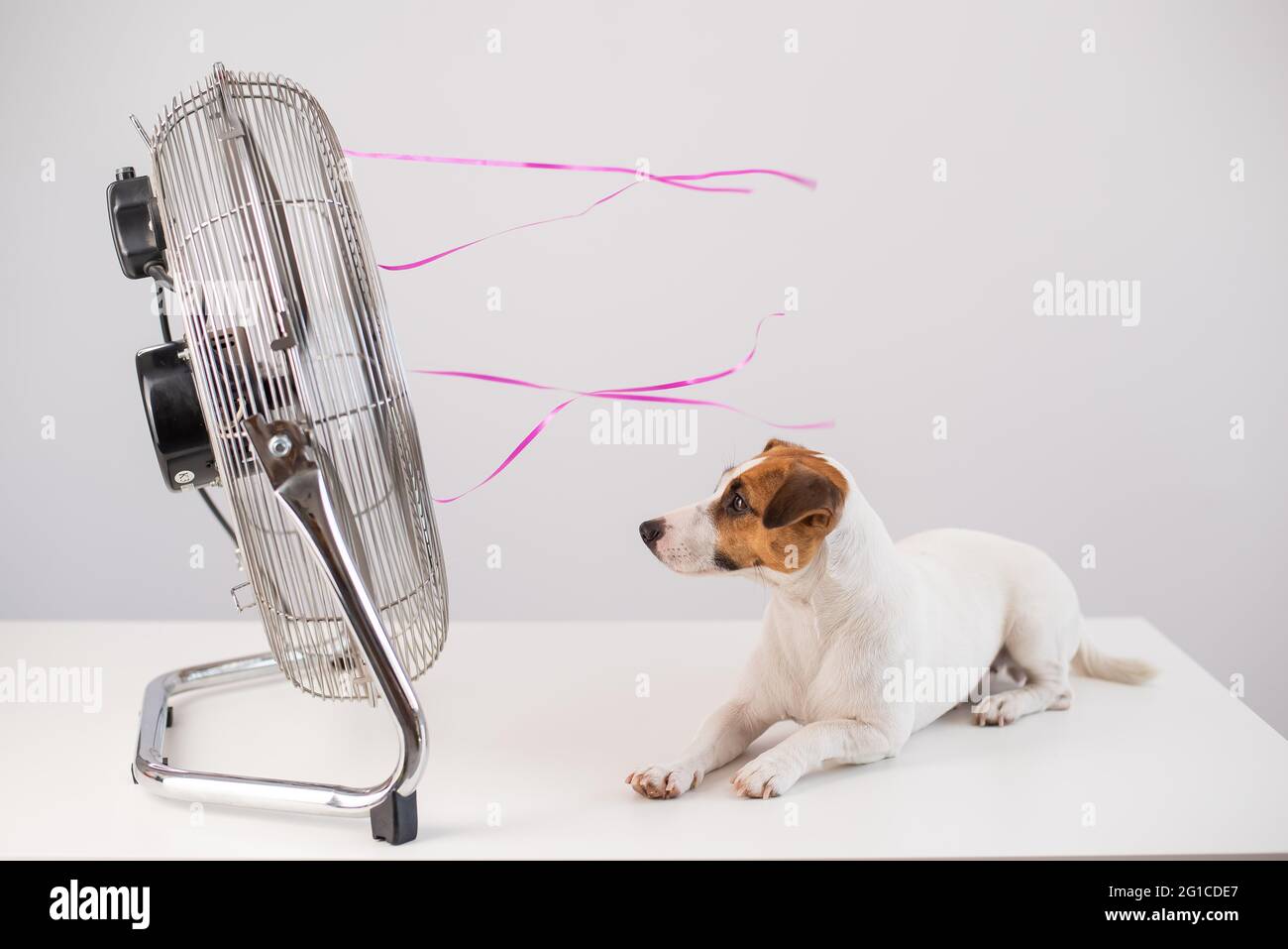 Do Dogs Like Fans Blowing On Them