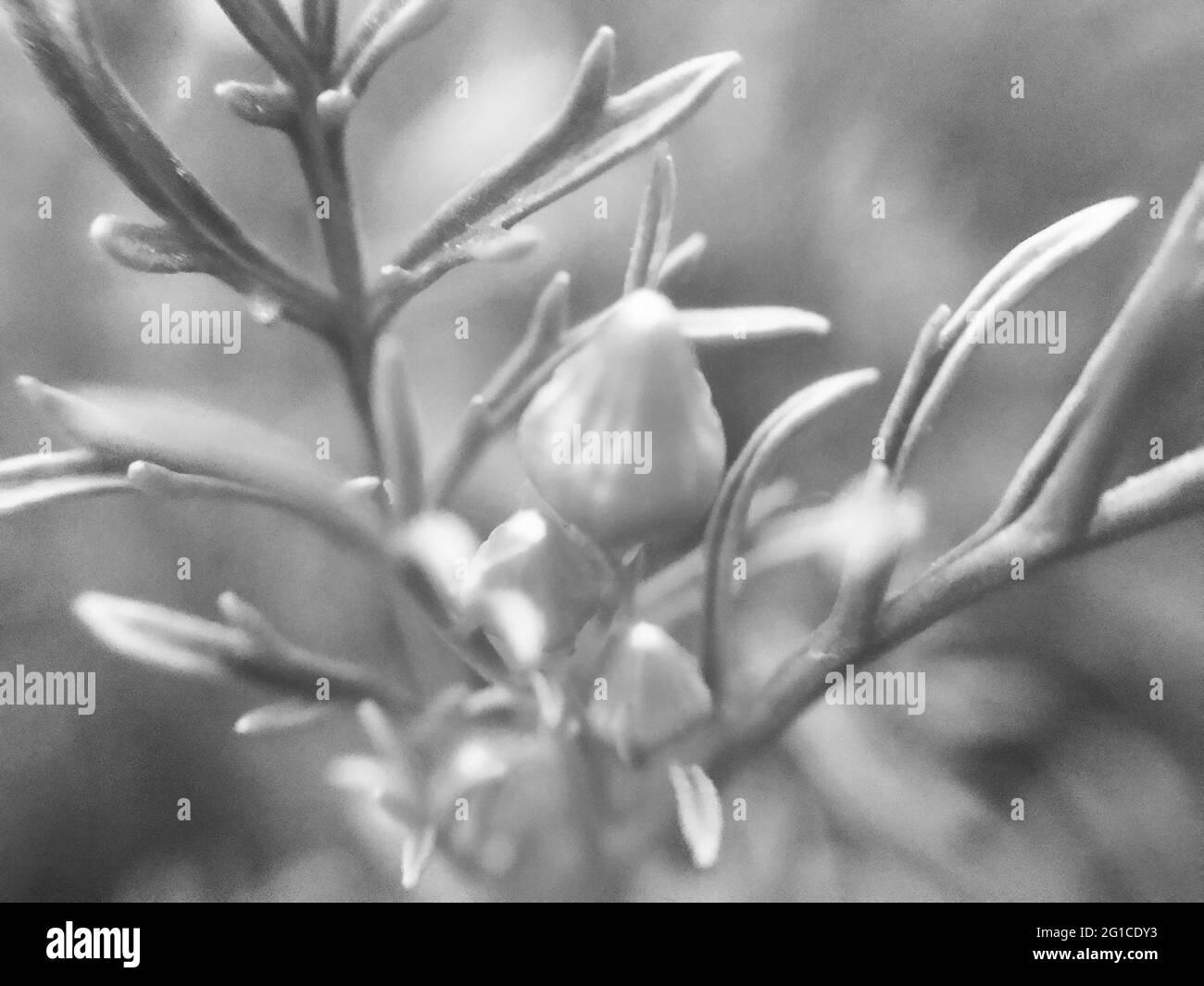 Blurred background greenery Black and White Stock Photos & Images - Alamy