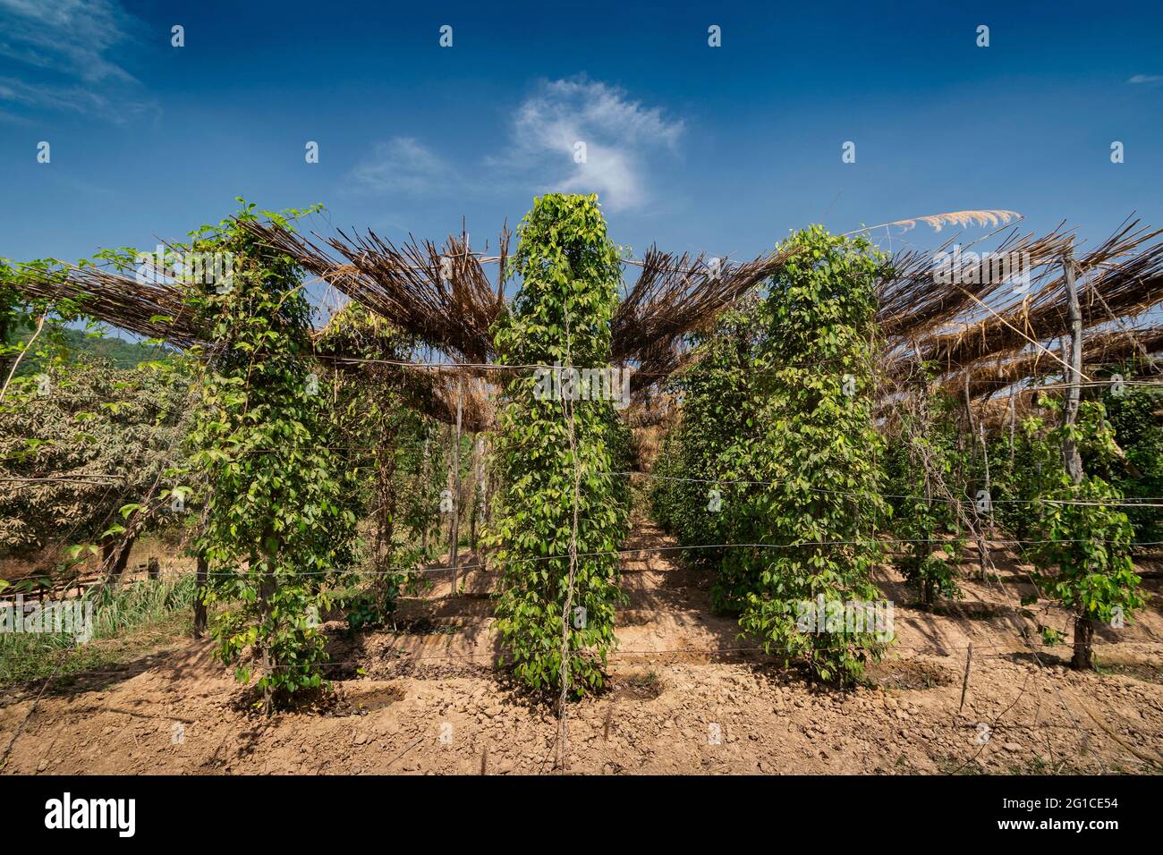 peppercorn trees growing in organic natural pepper farm kampot cambodia