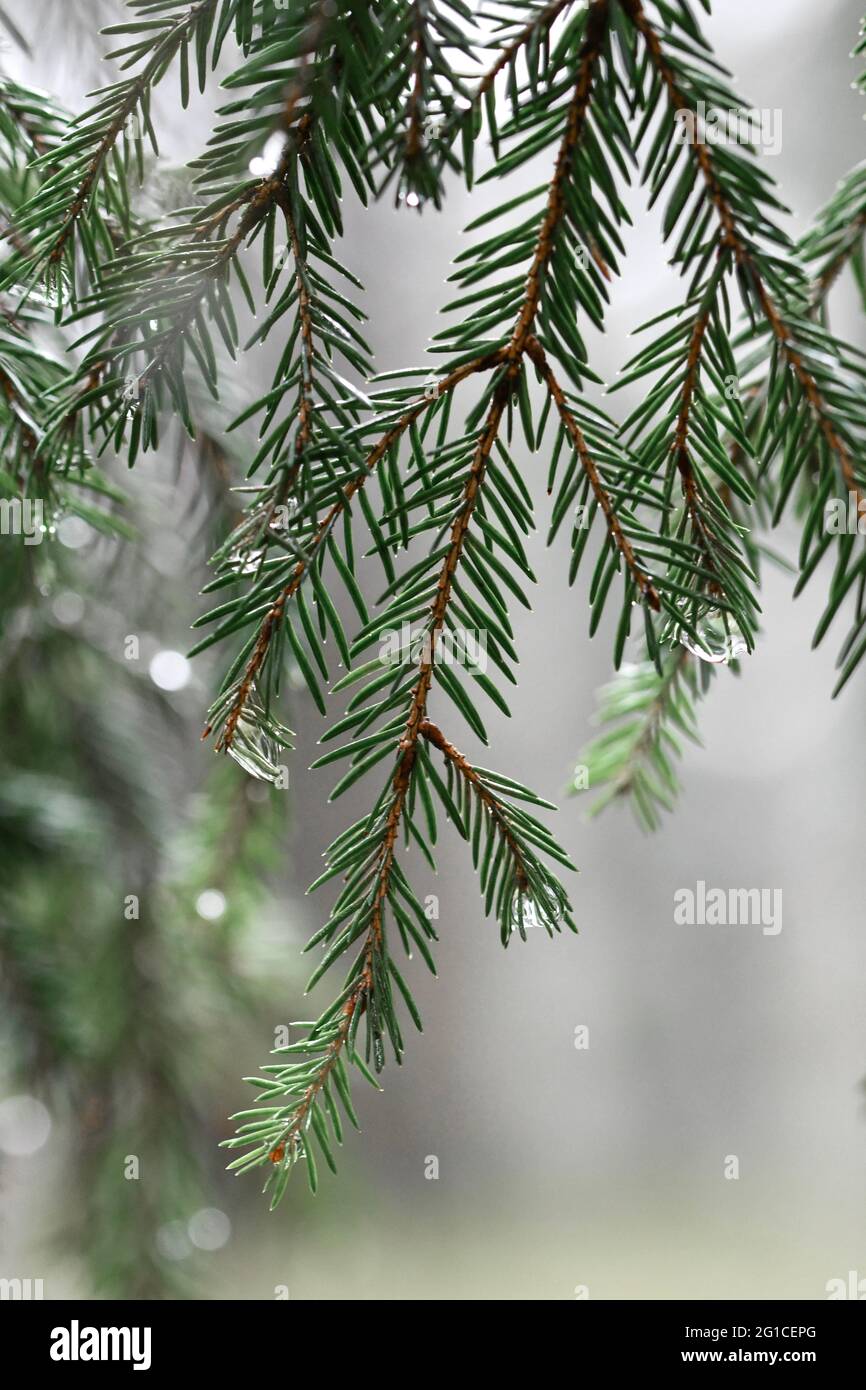New growth on pine tree branches hi-res stock photography and images ...