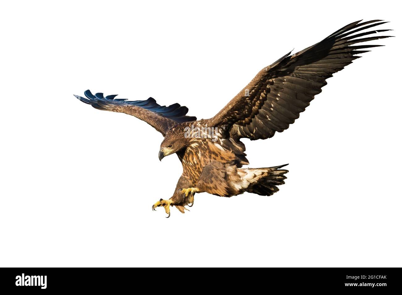 Juvenile white-tailed eagle landing isolated on white background Stock Photo