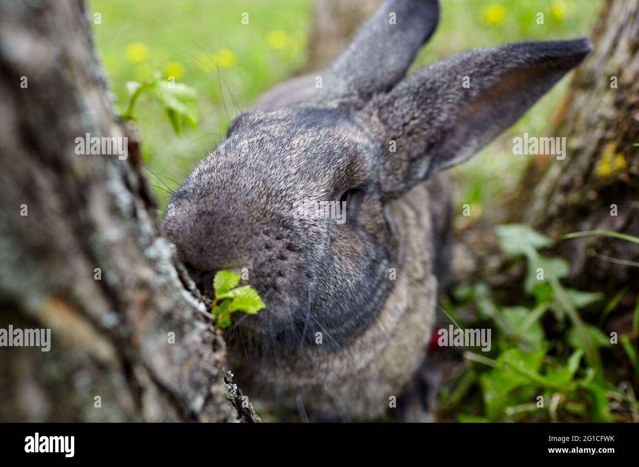 Rabbit Lively Big rabbit in forest. Lovely and lively bunny in nature Stock Photo - Alamy