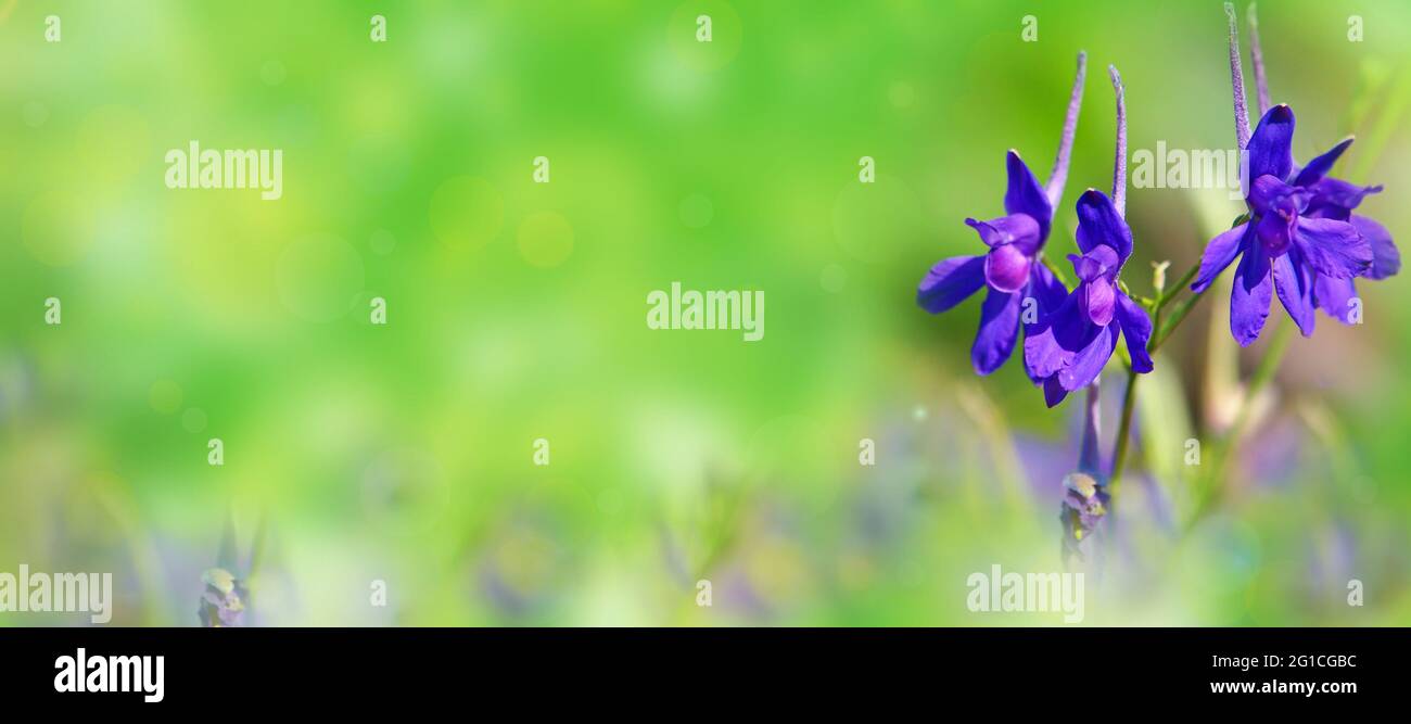 Purple blue flower of Forking Larkspur or Field larkspur, Consolida ...
