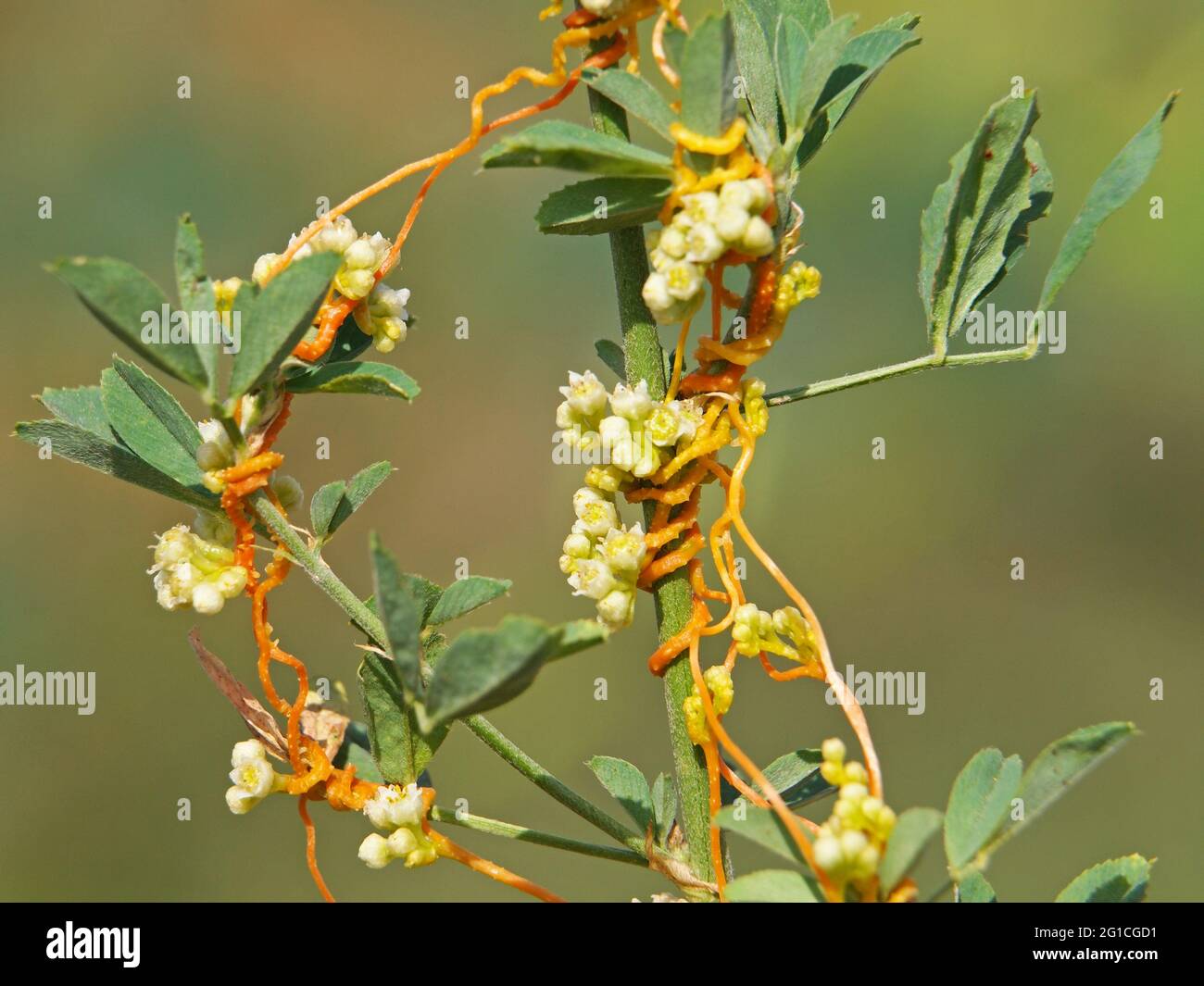 The greater dodder or European dodder, parasitic plant on alfalfa. Cuscuta europaea Stock Photo