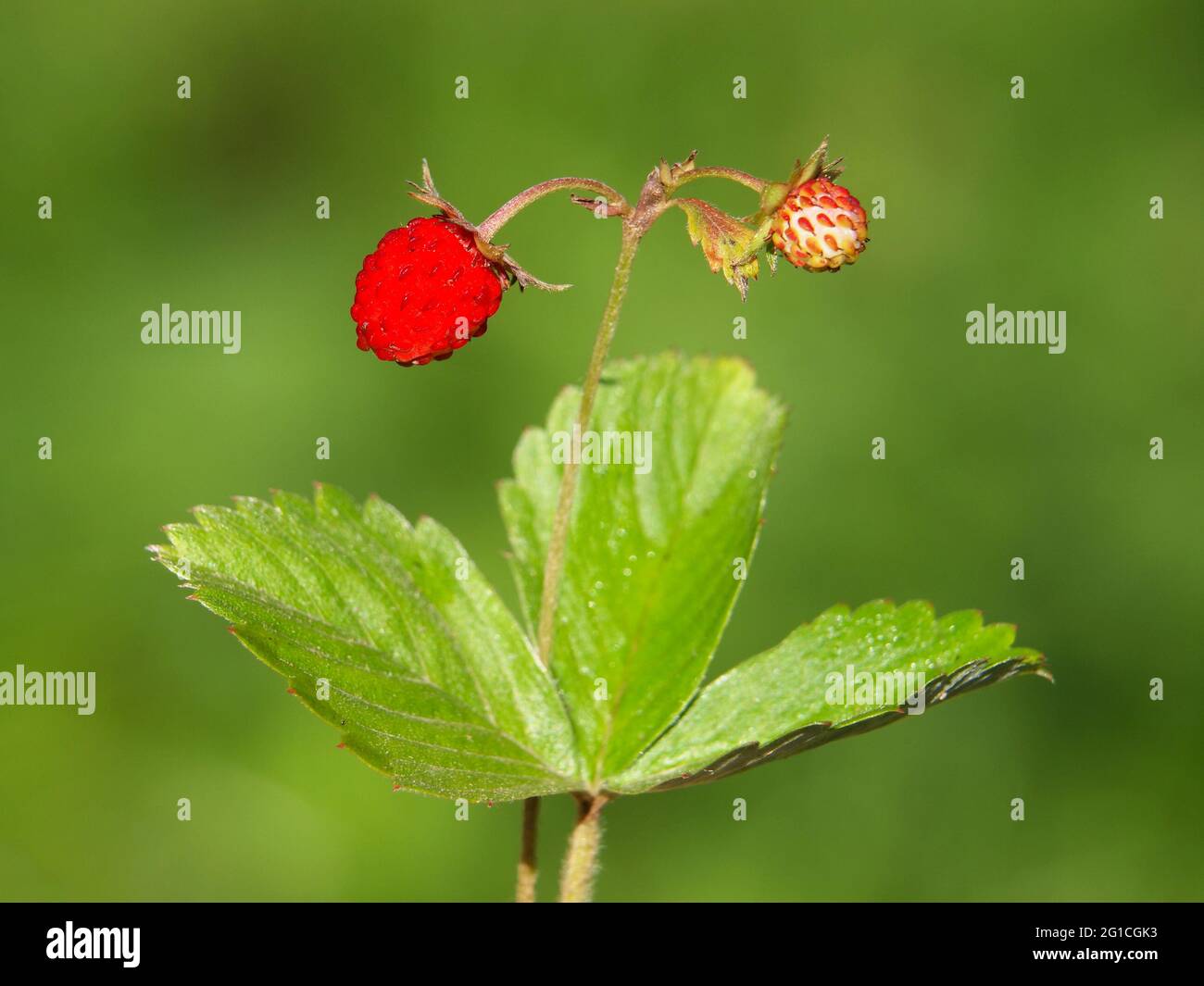 Wild strawberry with ripe red fruit, Fragaria vesca Stock Photo - Alamy