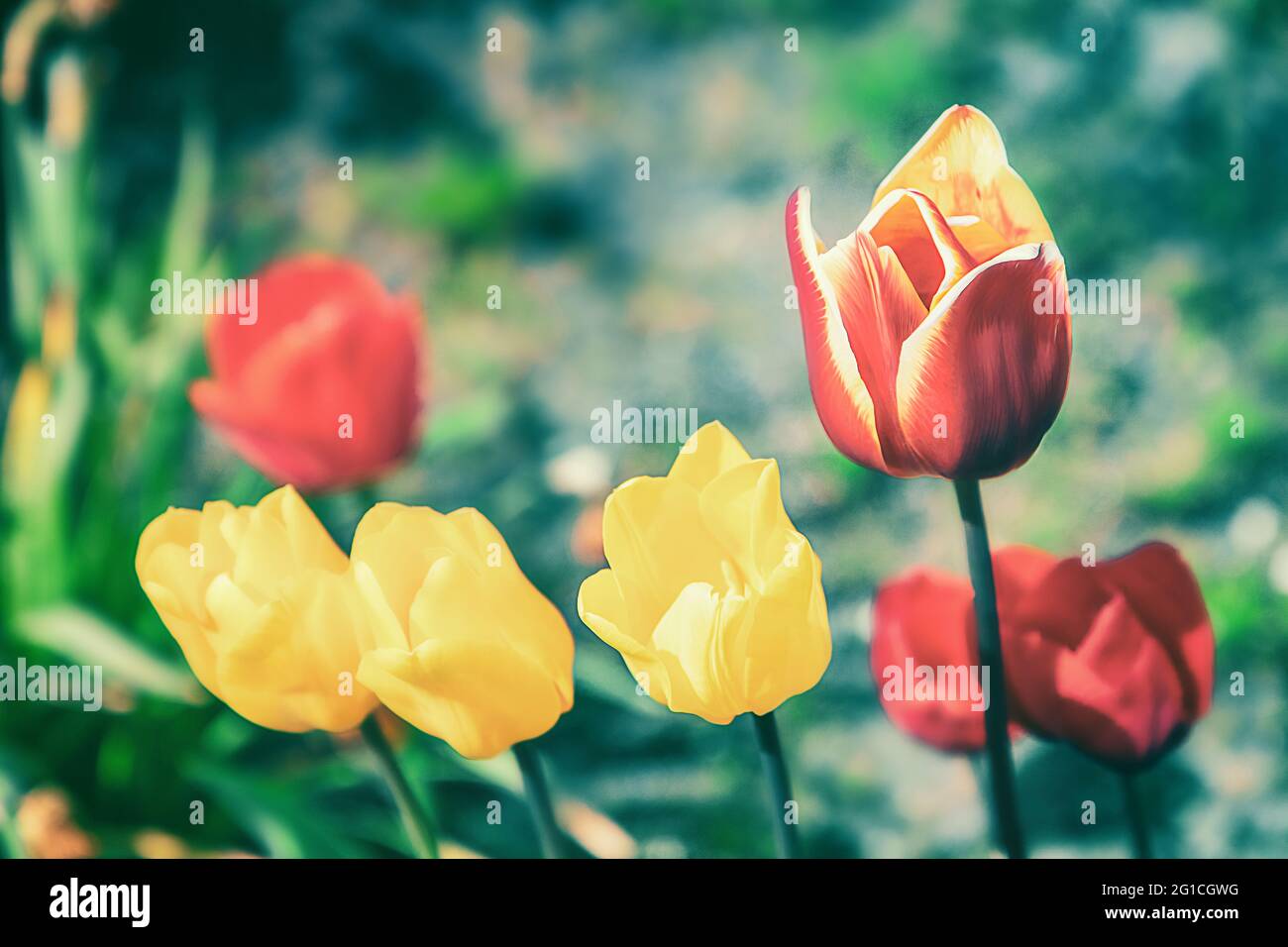 Ein Hauch von Emotionen, stimmungsvolles, farbenfrohes und wunderschönes Blumenbeet aus Tulpen im Jenseits. Grugapark Essen. Trauer und Einsamkeit. Stock Photo