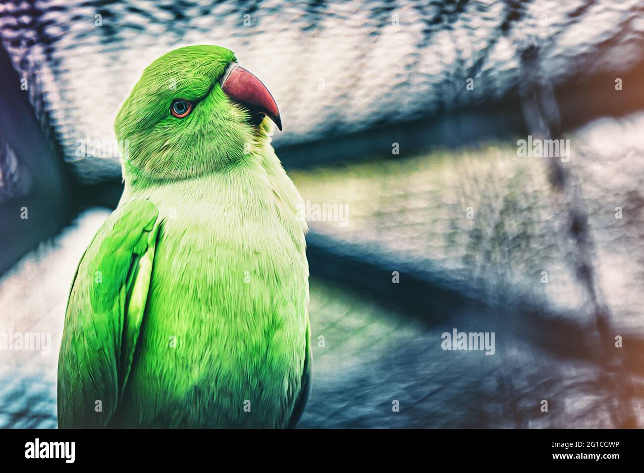 Nahaufnahme eines schönen Papagei Vogels- Papageienvögel und Kakadu im Grugapark in Essen Stock Photo