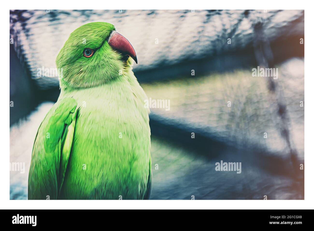 Nahaufnahme eines schönen Papagei Vogels- Papageienvögel und Kakadu im Grugapark in Essen Stock Photo