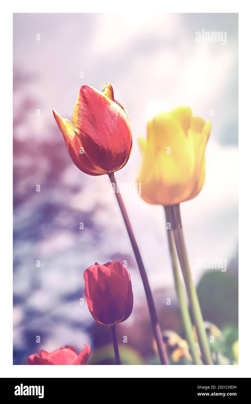 Ein Hauch von Emotionen, stimmungsvolles, farbenfrohes und wunderschönes Blumenbeet aus Tulpen im Jenseits. Grugapark Essen. Trauer und Einsamkeit. Stock Photo