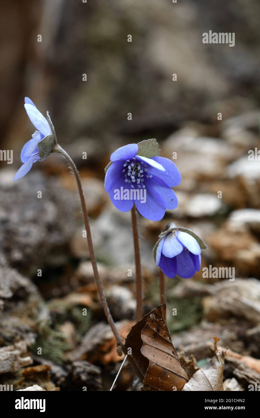 Closeup macro of blue anemone hepatica flowers during spring Stock Photo