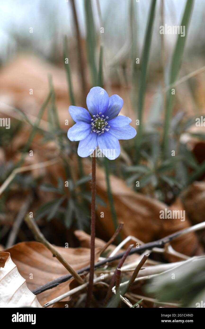 Closeup macro of blue anemone hepatica flower during spring Stock Photo